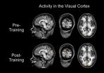 Learning to control brain activity improves visual sensitivity