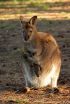 Lefties are all right with kangaroos 3