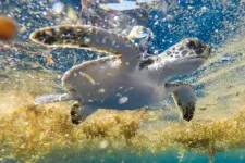 Legendary Sargasso sea may be sea turtles destination during mysterious lost years