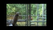 Lemurs match scent of a friend to sound of her voice