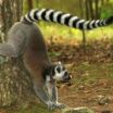 Lemurs match scent of a friend to sound of her voice 3