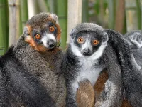 Lemurs show there's no single formula for lasting love