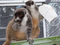 Lemurs use long-term memory, smell, and social cues to find food