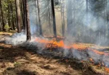 Less severe forest fires can reduce intensity of future blazes 2