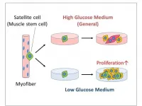 Less sugar, please! New studies show low glucose levels might assist muscle repair