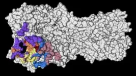 Lessons from the last pandemic point the way toward universal flu vaccines