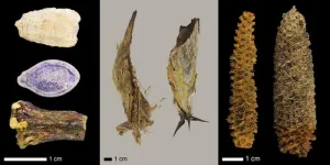 Lessons in sustainability, evolution and human adaptation — courtesy of the Holocene