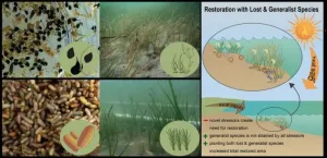 Let widgeongrass be a weed in the seagrass yard -- making seagrass restoration more resistant to rising temperatures using generalist grasses