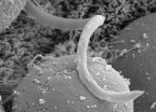 Lethal parasite evolved from pond scum