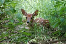 Levels of stress hormone in saliva of newborn deer fawns may predict mortality