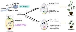 Li Yuan s group from Northwest A&F University has made progress in the study of watermelon haploid induction