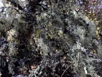 Lichens slow to return after wildfire