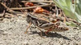 Life cycles of some insects adapt well to a changing climate. Others, not so much.