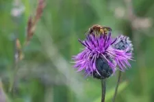 Lifesaver for wild bees: The importance of quarries 2