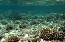 Light, in addition to ocean temperature, plays role in coral bleaching