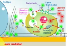 Light-induced acceleration of intracellular delivery