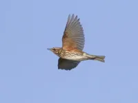 Light pollution at night affects the calls of migratory birds