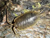 Light pollution confuses coastal woodlouse