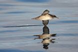 Light pollution threatens the Balearic shearwater