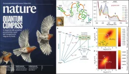 Light-sensitive protein in eye of birds is magnetic sensitive as well