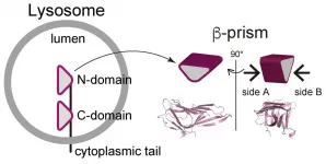 Lighting the LAMP to reveal mystery of lysosomes