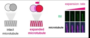 Like a flexible Lego railway track: How stable microtubules form within cells