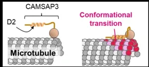 Like a flexible Lego railway track: How stable microtubules form within cells 2