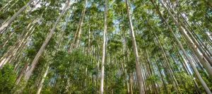 Limited value of tree plantations for biodiversity conservation