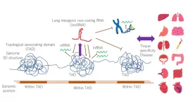 LincRNA paints a target on diseased tissues