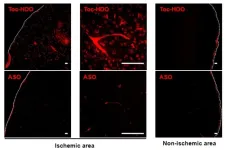 Lipid molecules help to get stroke therapies into the brain