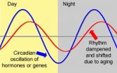 Lipoic acid helps restore, synchronize the biological clock