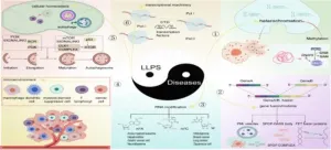 Liquid-liquid phase separation in diseases