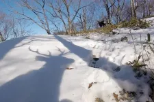 Listening to the call of the wild: Tracking deer movements using sound