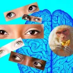 Live from the brain: Visual cues inform decision to cooperate