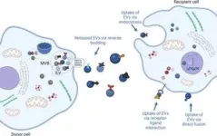 Liver fibrosis, non-parenchymal cells, and the promise of exosome therapy 2