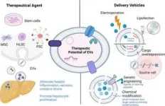 Liver fibrosis, non-parenchymal cells, and the promise of exosome therapy 3