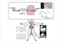 Liver lobe-specific hydrodynamic gene delivery to baboons: A preclinical trial for hemophilia gene therapy