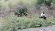 Livestock found ganging up on pandas at the bamboo buffet