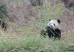 Livestock found ganging up on pandas at the bamboo buffet 2