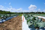 Living mulch, organic fertilizer tested on broccoli