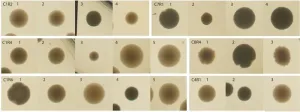 Living together: Microbial communities are more than the sum of their parts