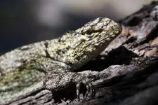 Lizards may miss out on mating opportunities and pick partners more hastily under warming temperatures