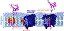 Location, location, location: Membrane residence gives proteases novel abilities