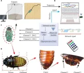 Locomotion control of cyborg insects by charge-balanced biphasic electrical stimulation