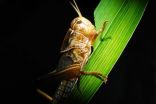 Locusts harness the sun to get their optimum diet 2