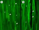 Long-distance solute transport in trees improved by intercellular pathways in living woody tissues