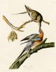 Long-extinct passenger pigeon finds a place in the family tree