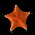 Long presumed to have no heads at all, sea stars may be nothing but