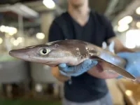 Looking sharp! Shark skin is unique and may have medical use, too