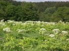 Losing stream in our battle to predict and prevent invasive species